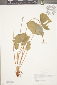 Jeffersonia diphylla image