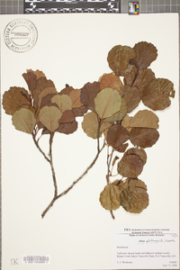 Alnus glutinosa image