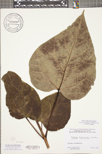 Catalpa bignonioides image