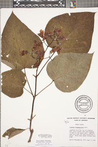 Catalpa bignonioides image