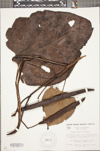 Catalpa speciosa image