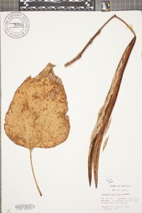 Catalpa speciosa image