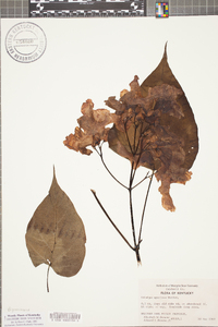 Catalpa speciosa image