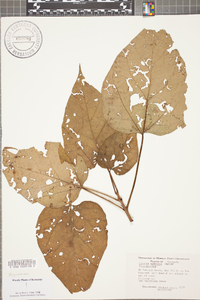 Catalpa speciosa image