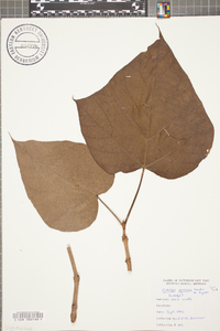 Catalpa speciosa image