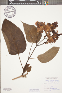 Catalpa speciosa image