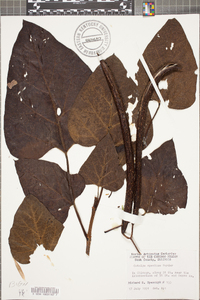 Catalpa speciosa image