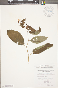 Impatiens pallida image