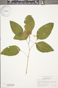 Impatiens pallida image