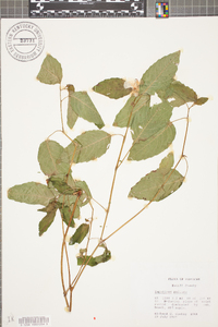 Impatiens pallida image