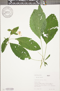 Impatiens pallida image