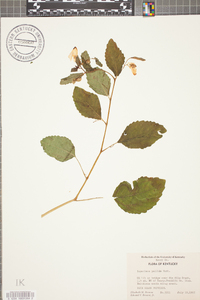 Impatiens pallida image