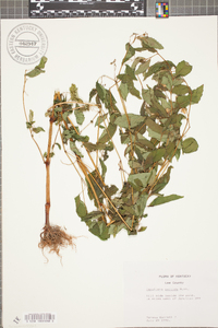 Impatiens pallida image