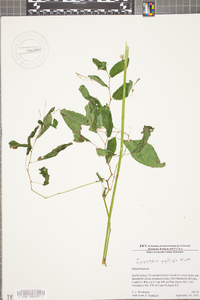 Impatiens pallida image