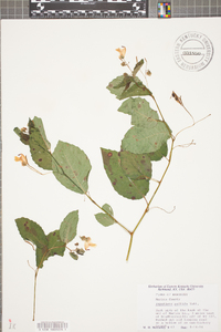 Impatiens pallida image