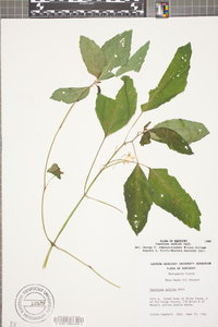 Impatiens pallida image