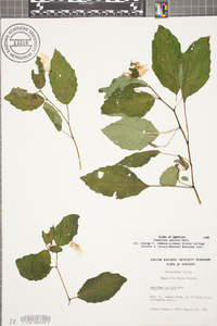 Impatiens pallida image
