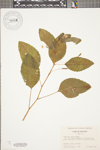 Impatiens pallida image