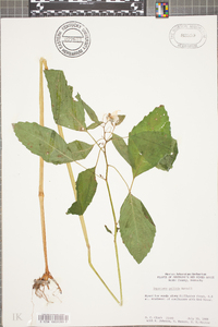 Impatiens pallida image