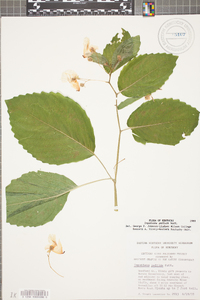 Impatiens pallida image