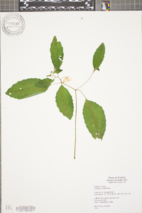 Impatiens pallida image