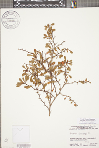 Berberis thunbergii image