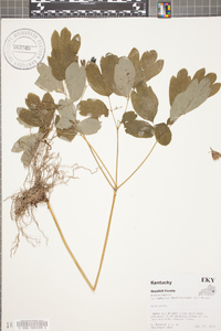 Caulophyllum thalictroides image