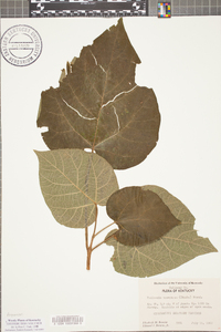 Paulownia tomentosa image