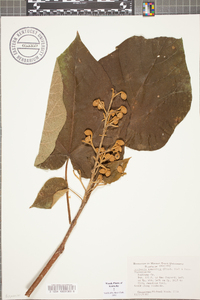 Paulownia tomentosa image