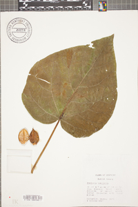 Packera tomentosa image