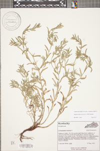 Buglossoides arvensis image