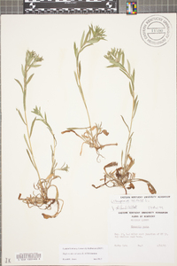 Buglossoides arvensis image