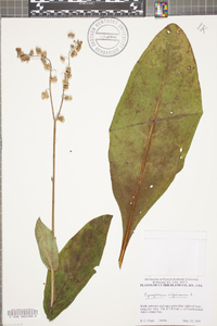 Cynoglossum virginianum image