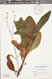 Cynoglossum virginianum image