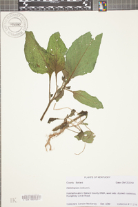 Heliotropium indicum image