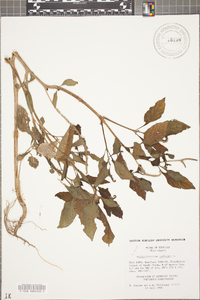 Heliotropium indicum image