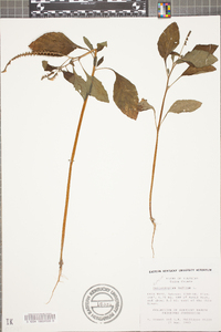 Heliotropium indicum image