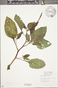 Heliotropium indicum image