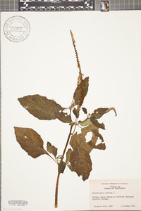 Heliotropium indicum image