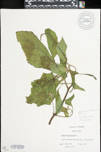 Heliotropium indicum image