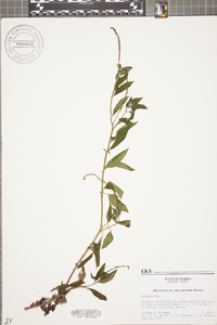 Heliotropium angiospermum image