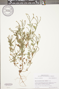 Heliotropium procumbens image