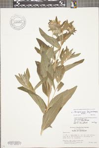 Lithospermum bejariense image