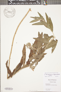 Lithospermum bejariense image