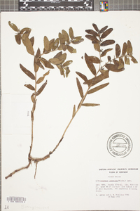 Lithospermum canescens image