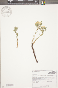 Lithospermum canescens image