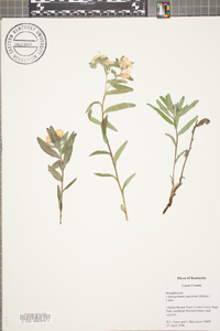 Lithospermum canescens image