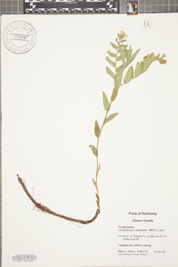 Lithospermum canescens image