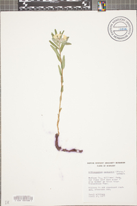 Lithospermum canescens image