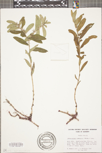 Lithospermum canescens image